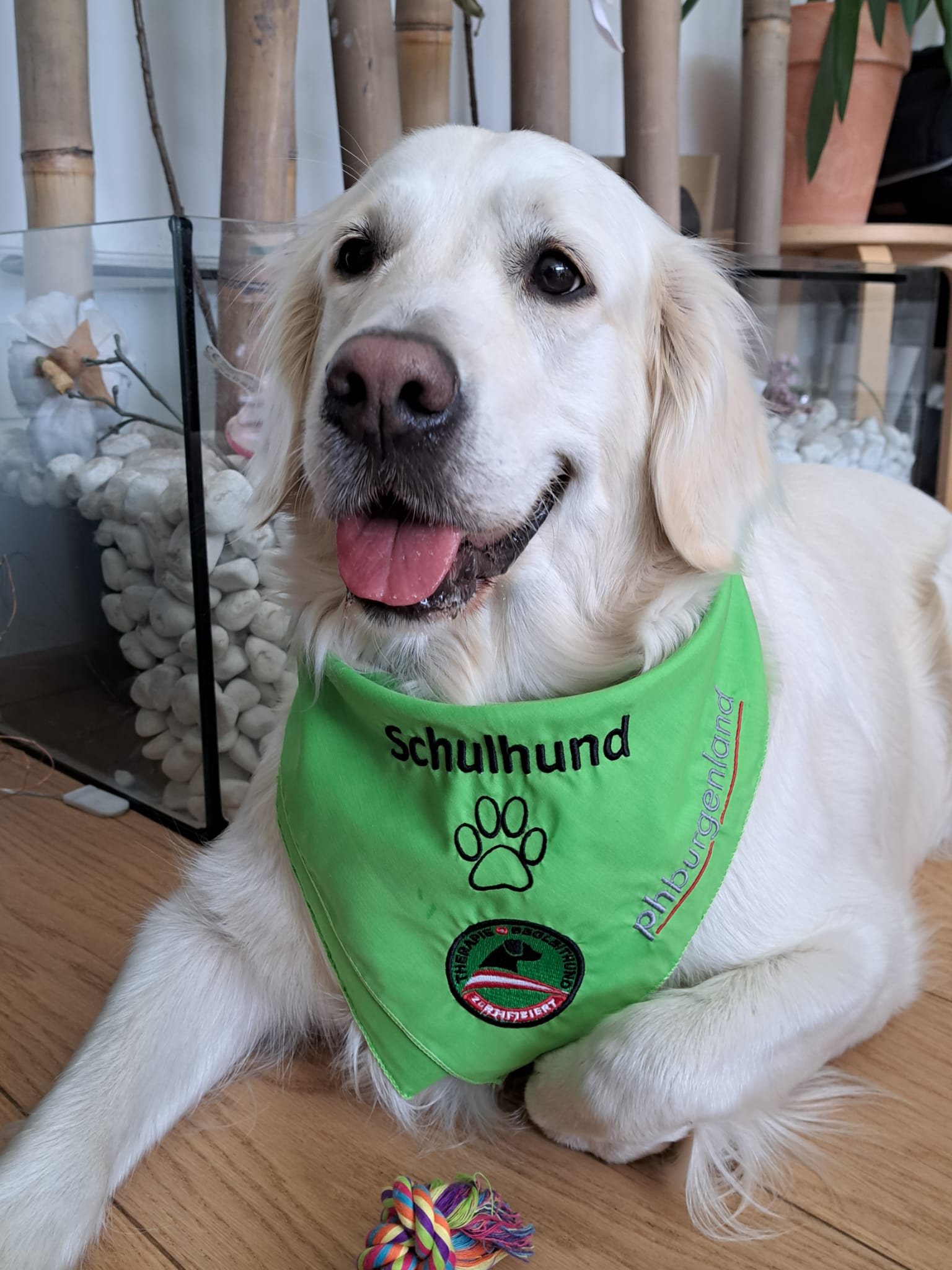 Hundegestützte Pädagogik an der Klosterschule