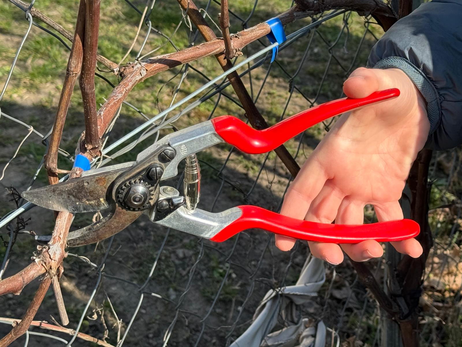 Erster PILGRIM-Cluster Österreichs: Rebschnitt als gemeinsames Lernprojekt